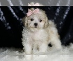 Puppy BANANA Maltipoo (Miniature)
