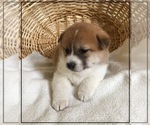 Small Photo #5 Shiba Inu Puppy For Sale in FULTON, MO, USA