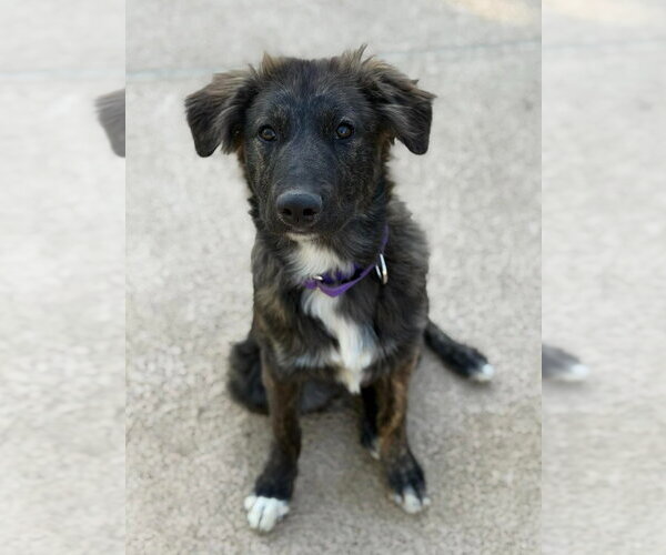 Medium Photo #3 Australian Shepherd-Unknown Mix Puppy For Sale in Canton, CT, USA