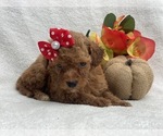 Small Photo #4 Double Doodle Puppy For Sale in CEDAR LANE, PA, USA