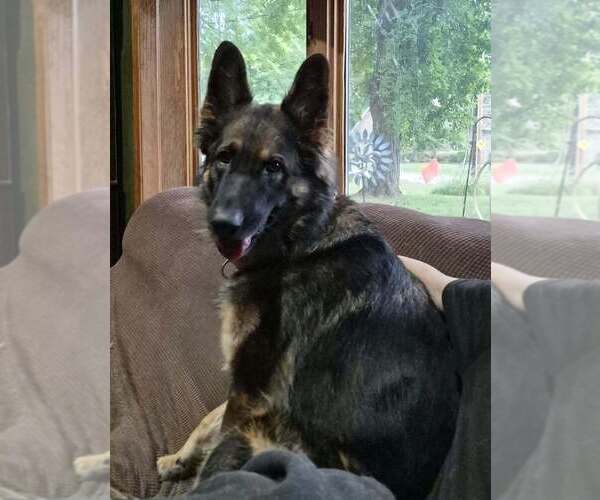 Medium Photo #4 German Shepherd Dog Puppy For Sale in Evansville, IN, USA
