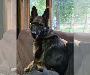 Heidi - Female German Shepherd Dog Dog for Adoption - Photo #4