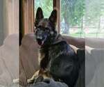 Small Photo #4 German Shepherd Dog Puppy For Sale in Evansville, IN, USA