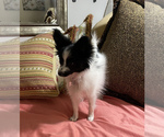 Small Photo #2 Papillon Puppy For Sale in BEAVERTON, OR, USA