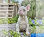 Small #2 French Bulldog