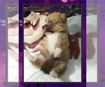 Small Photo #4 Pembroke Welsh Corgi Puppy For Sale in LOGAN, NM, USA