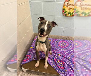 Mutt Dogs for adoption in Brighton, CO, USA