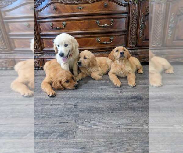 Medium Photo #8 Golden Retriever Puppy For Sale in CITRUS HEIGHTS, CA, USA