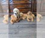 Small #7 Golden Retriever
