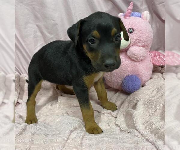 Medium Photo #1 German Shepherd Dog-Unknown Mix Puppy For Sale in Modesto, CA, USA
