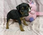 Small German Shepherd Dog Mix