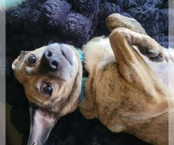Medium Photo #3 Chihuahua-Unknown Mix Puppy For Sale in Mundelein, IL, USA