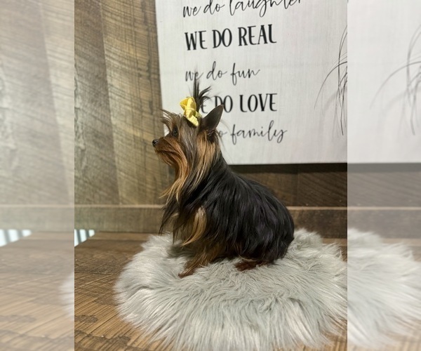 Medium Photo #5 Yorkshire Terrier Puppy For Sale in NAPPANEE, IN, USA
