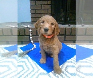 Goldendoodle Puppy for sale in CROFTON, KY, USA