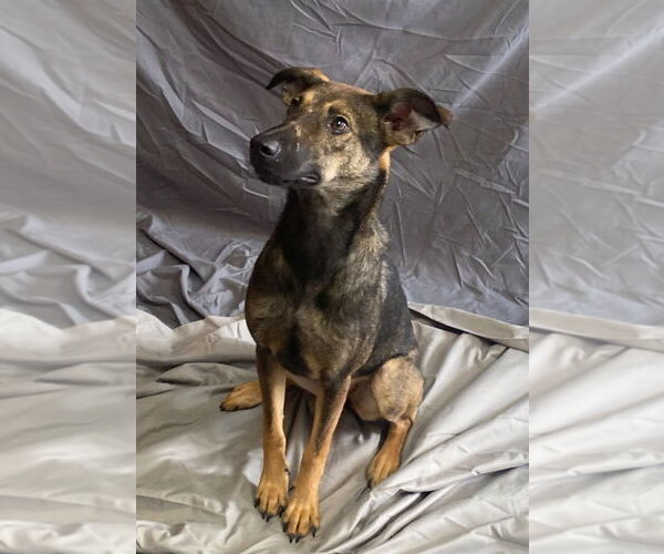 Medium Photo #1 Carolina Dog-Unknown Mix Puppy For Sale in Bryant, AR, USA