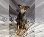 Small Carolina Dog Mix