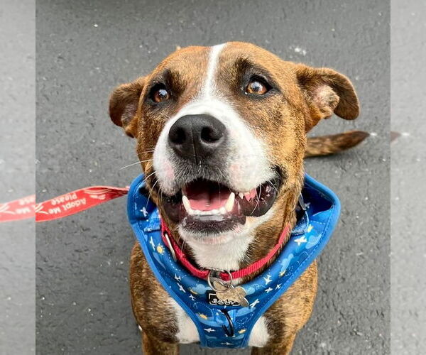 Medium Photo #7 Mutt Puppy For Sale in Canton, CT, USA