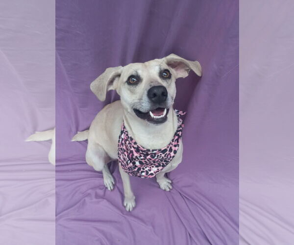 Medium Photo #9 Labrador Retriever-Unknown Mix Puppy For Sale in Murfreesboro, NC, USA