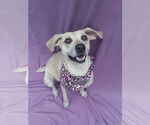 Small #8 Labrador Retriever Mix
