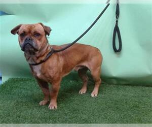 French Bulldog-Unknown Mix Dogs for adoption in Downey, CA, USA