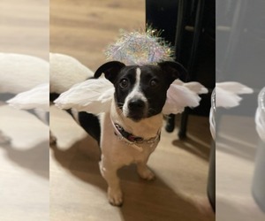 Mother of the Jack Russell Terrier puppies born on 04/13/2025