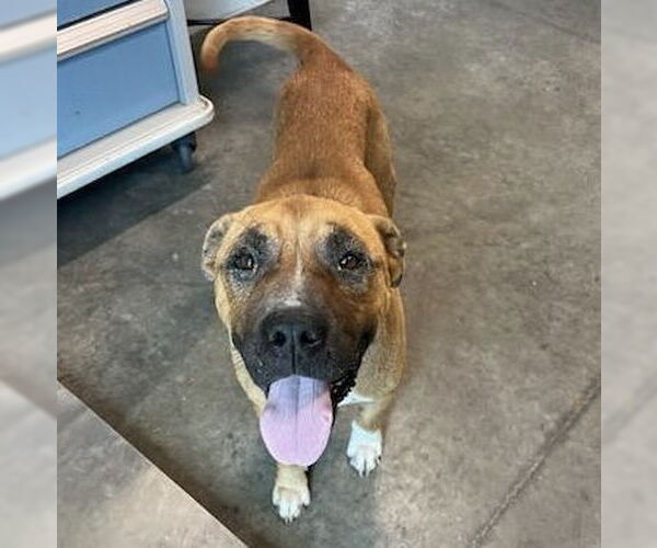 Medium Photo #1 Boxer-Unknown Mix Puppy For Sale in Tavares, FL, USA