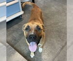 Small Boxer Mix