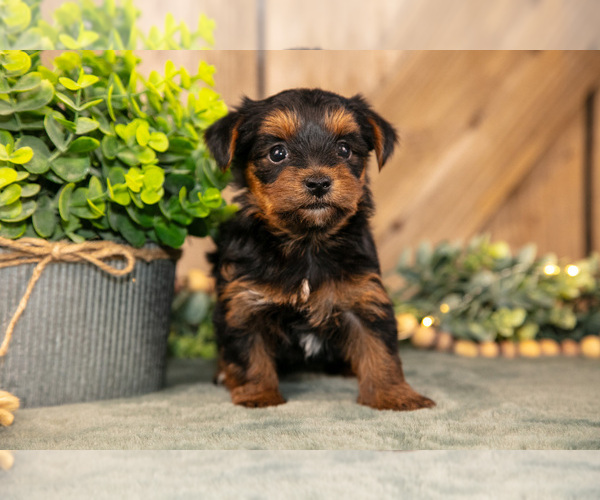 Medium Photo #2 Yorkshire Terrier Puppy For Sale in GREENWICH, OH, USA