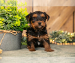 Small #1 Yorkshire Terrier