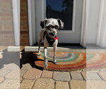 Small Photo #3 Poodle (Standard)-Unknown Mix Puppy For Sale in Mundelein, IL, USA