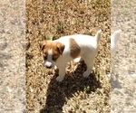 Small Photo #3 Jack Russell Terrier Puppy For Sale in FORT COLLINS, CO, USA