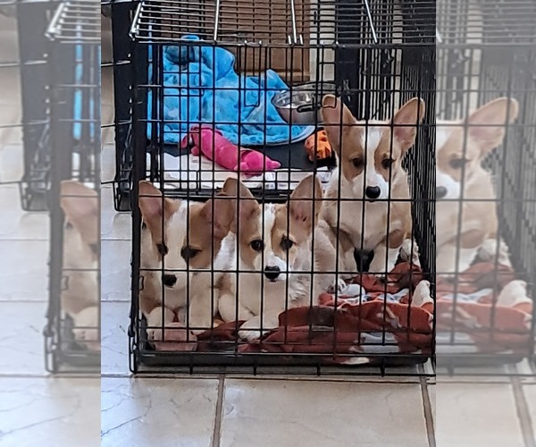 Medium Photo #6 Pembroke Welsh Corgi Puppy For Sale in HILLIARD, FL, USA