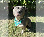 Small Photo #3 American Pit Bull Terrier-Unknown Mix Puppy For Sale in Redlands, CA, USA