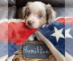 Puppy Hamilton Miniature Australian Shepherd