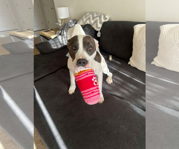 Medium Photo #5 American Pit Bull Terrier-Unknown Mix Puppy For Sale in Overland Park, KS, USA