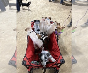 Australian Cattle Dog Litter for sale in MOUNT HOREB, WI, USA