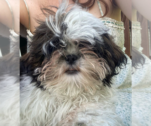 Shih Tzu Puppy for sale in ALPHARETTA, GA, USA