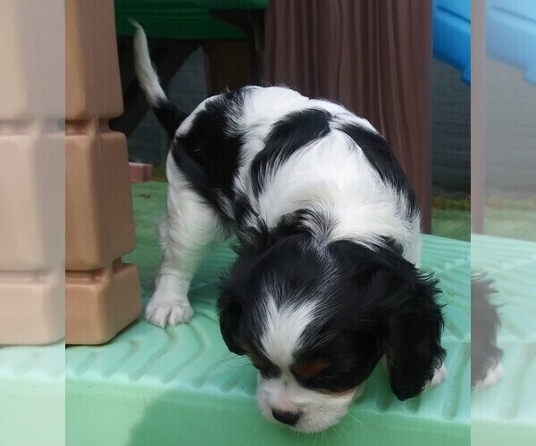 Medium Photo #7 Cavalier King Charles Spaniel Puppy For Sale in HOWLAND, OH, USA