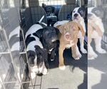 Small #2 American Pit Bull Terrier-American Staffordshire Terrier Mix