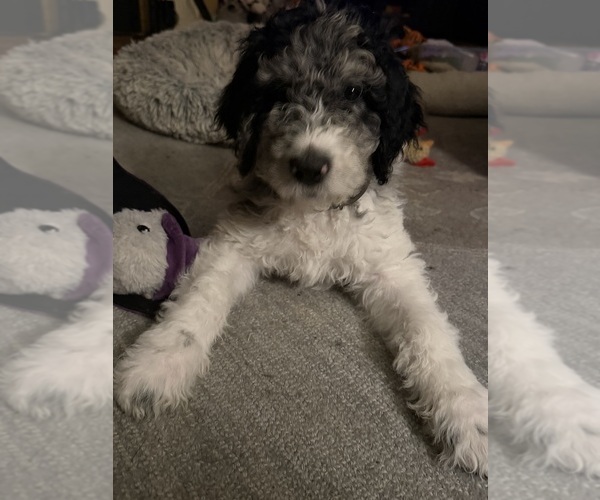Medium Photo #4 Goldendoodle mix (+ Poodle Standard) Puppy For Sale in SOUTH BEND, IN, USA