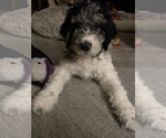 Litter of 10 - Male(s) and Female(s) Goldendoodle mix (+ Poodle Standard)Litter of Puppies for Sale - Photo #4