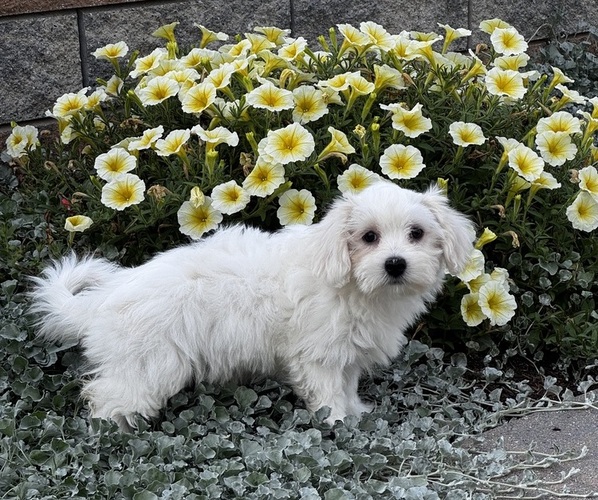 Medium Photo #5 Coton de Tulear Puppy For Sale in CANOGA, NY, USA