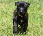 Small Belgian Malinois