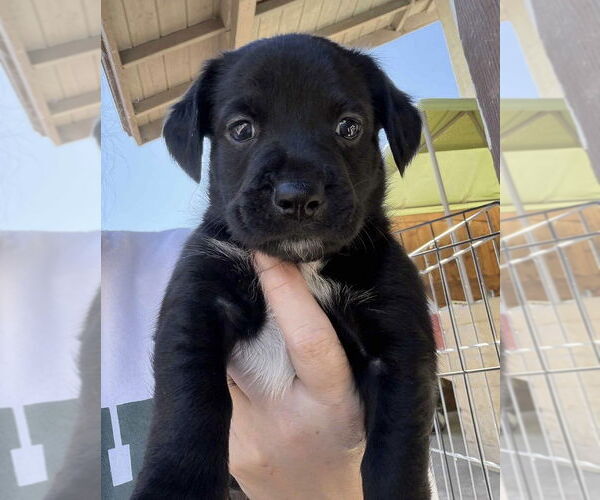 Medium Photo #1 Mutt Puppy For Sale in San Diego, CA, USA