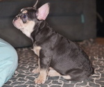Small Photo #3 French Bulldog Puppy For Sale in HOBART, IN, USA