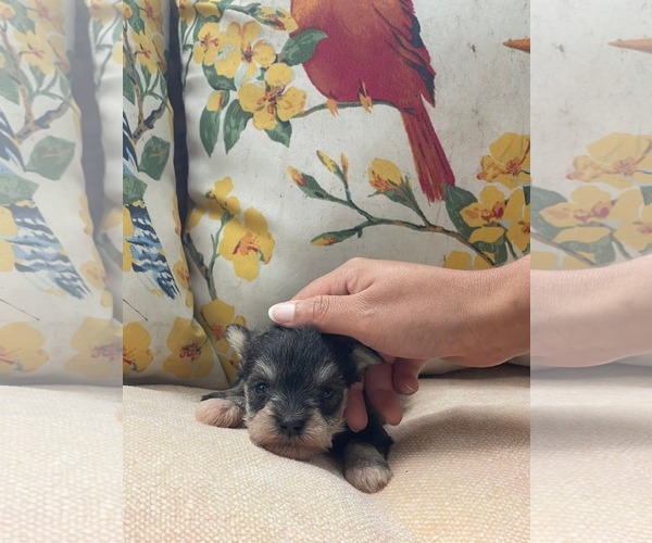 Medium Photo #3 Mutt Puppy For Sale in HOPKINSVILLE/PRINCETON, KY, NH, USA