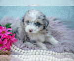 Small Photo #7 Aussiedoodle Miniature  Puppy For Sale in CLARE, MI, USA