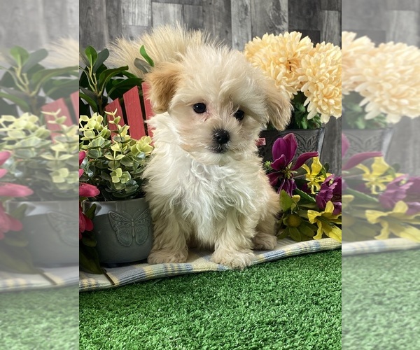 Medium Photo #4 Maltipoo (Toy) Puppy For Sale in CANOGA, NY, USA
