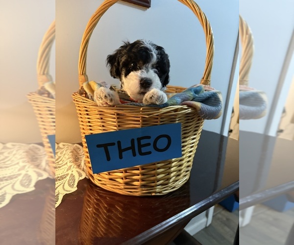 Medium Photo #4 Zuchon Puppy For Sale in RICHLANDS, NC, USA