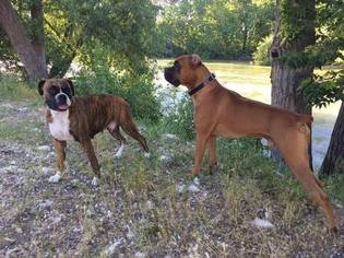 Father of the Boxer puppies born on 06/29/2017